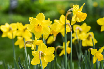 Yellow daffodils blooming in the garden.