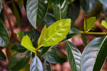 .Fresh green leaves of prunus laurocerasus growing in the spring garden.