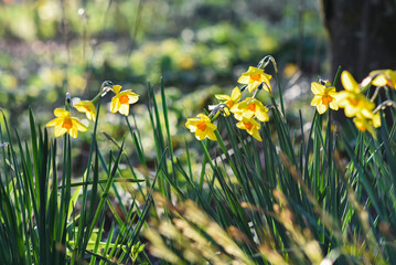 Obraz premium Yellow daffodils blooming in the garden.