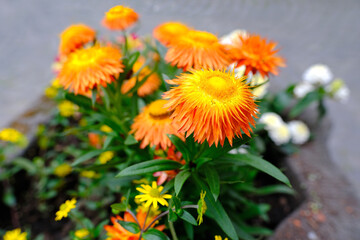 Xerochrysum bracteatum, yellow and orange flowers, beautiful dried flower plant for compositions, decorative gardening concept, beauty of nature