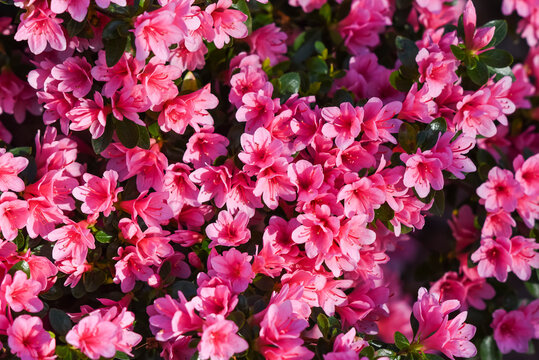 Pink rhododendron flowers blooming in the spring garden. © Kozioł Kamila