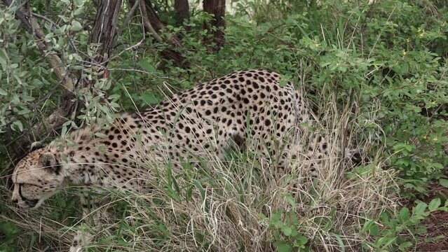 family of amazing cheetahs     