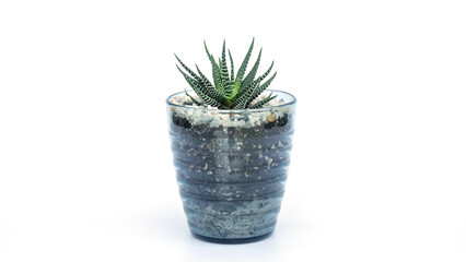 Haworthia fasciata plant in a pot on a white background.