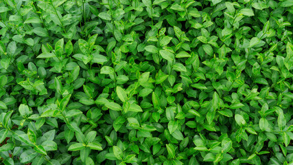 Green tea plant in a garden.