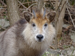ニホンカモシカ