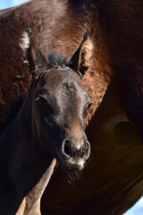 Fototapeta premium Warmblutfohlen