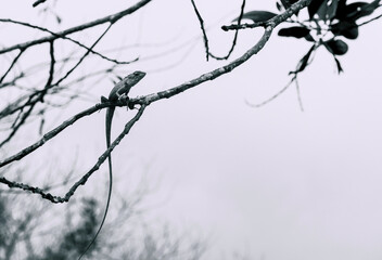 Changeable Lizard Brownish-buff to greyish on a tree branch