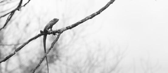 Changeable Lizard Brownish-buff to greyish on a tree branch