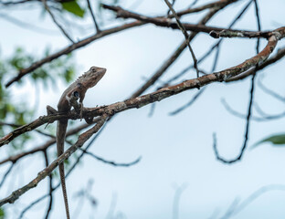 Changeable Lizard Brownish-buff to greyish on a tree branch