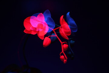 Orchid flower in double exposure in blue and red on dark blue background. The concept of...