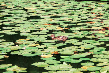 water lily leaves in a pond
