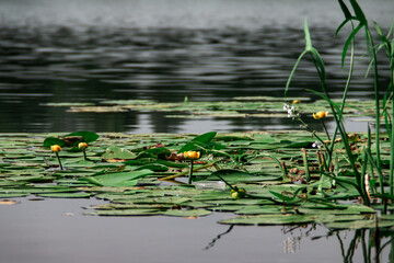 water lily leaves in a pond