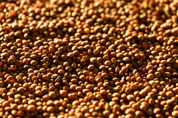 Lentil is an edible legume. It is an annual plant known for its lens-shaped seeds.