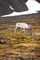 Reindeer in Svalbard (Norway) © Kasia