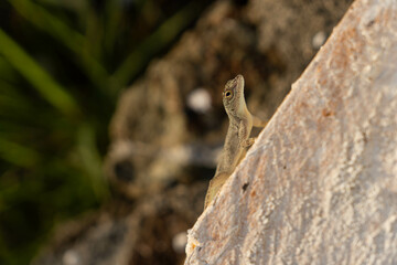 A little lizard sitting on a fence beam. Blurry green background.