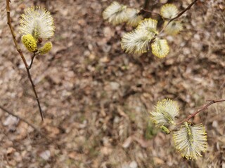 natural spring background with flowering twigs of willow 