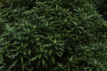 Fototapeta premium A bushy mango leaves.