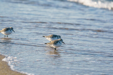Sanderling (Calidris alba) feeding on the sand beach by the sea