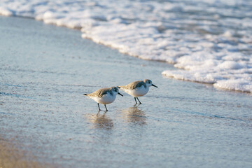 Sanderling (Calidris alba) feeding on the sand beach by the sea