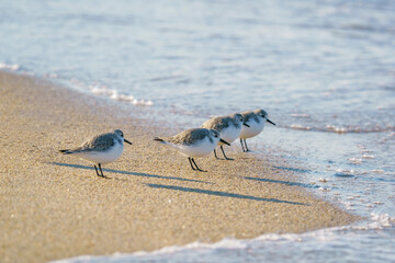 Sanderling (Calidris alba) feeding on the sand beach by the sea