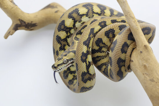 A carpet python is wrapped around weathered wood.