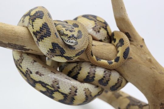 A carpet python is wrapped around weathered wood.