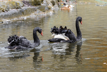 Black Swans on the pond in the Stryiskyi Park.