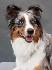 portrait of a collie in studio with grey background