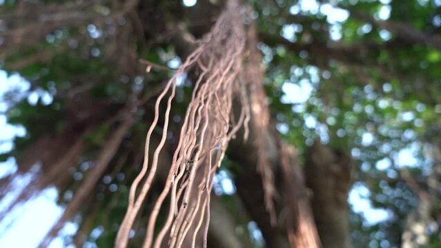 Brown Tree branches Hanging, Peepal banyan tree roots, Ficus religiosa, Brown tree roots background