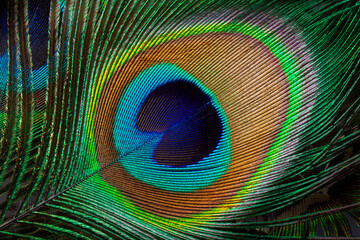 Peacock feather macro texture
