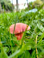 red mushroom in the forest