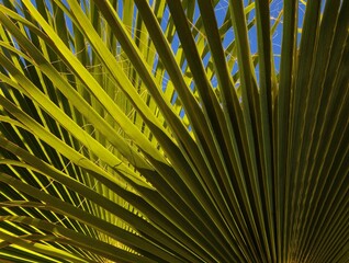 Green Palm Leaves