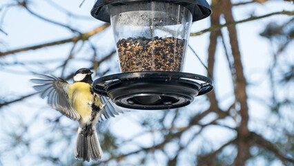 Great Tit at the feeder