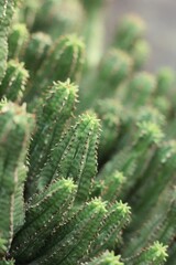 Green cactus 