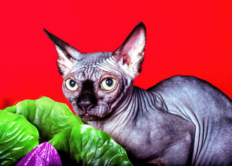 A grey sphinx cat walking on red background.