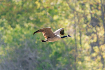 A canadian goose flying with green trees in the background