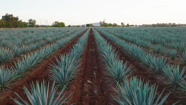 Aerial Drone of Blue Agave Plants in Tequila, Jalisco, Mexico. Camera Flys Over Agave Field With Rows of Plants. Filmed During Sunset