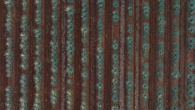 Aerial Drone of Agave Field and Tequila Plants in Jalisco, Mexico. Birds Eye View of Blue Webber Agave Rows of Cactus Like Plants. Rural Area with Red Dirt Covering the Ground