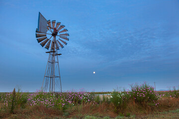 Full moon at windmill and cosmos flowers before sunrise