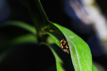 Marbled Fruit Chafer Beetle Peeking Around Leaf (Porphyronota maculatissima)
