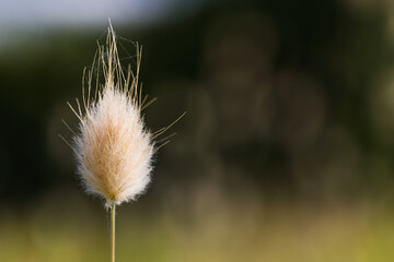 Bunny Tail Grass Flower Head (Lagurus ovatus)