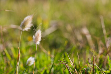 Fototapeta na wymiar Bunny Tail Grass Flower Heads In Meadow (Lagurus ovatus)