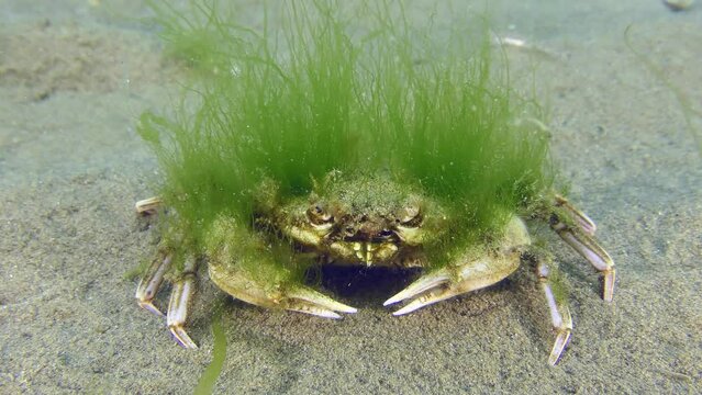 Flying swimming crab (Liocarcinus holsatus): Older crabs rarely change carapace, so it often become overgrown with algae and invertebrates.