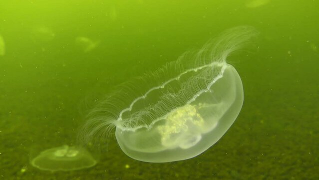 Common jellyfish or moon jelly (Aurelia aurita) swims slowly against the greenish water of a river estuary.