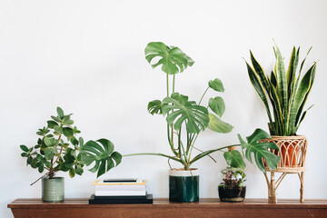 Green houseplants and books on a wooden bench against a white wall. Trendy Scandinavian boho eclectic interior.