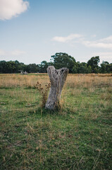 Tree stump in the field