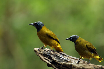 The Black-headed Bulbul on a branch
