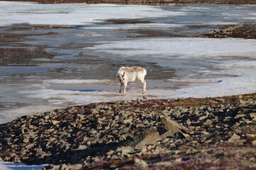 Reindeer in Svalbard (Norway) © Krzysztof Flasza