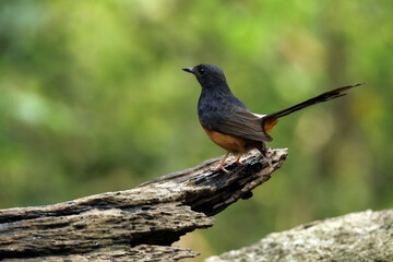 The White-rumped shama on a branch