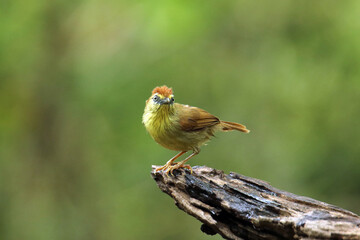 The Yellow- cheeked tit on a branch